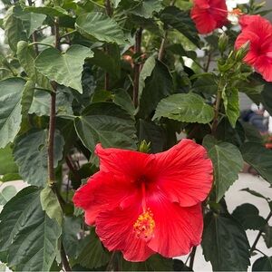 Meet your Posher, Soledad